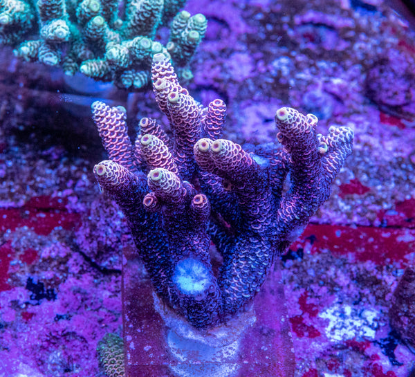 AMA SPS Colonies 3474