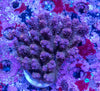 AMA SPS Colonies 3476