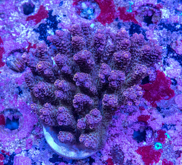 AMA SPS Colonies 3476