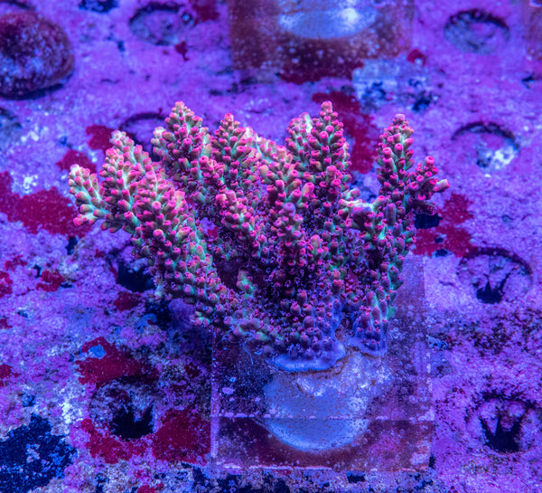 AMA SPS Colonies 3481 'Strawberry Shortcake'
