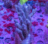 AMA SPS Colonies 3488