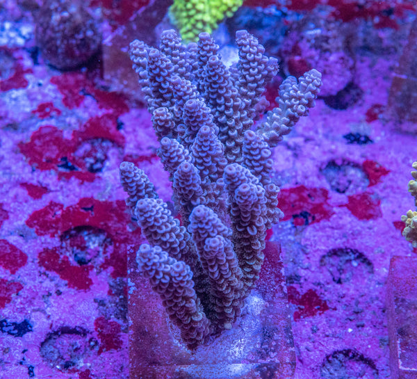 AMA SPS Colonies 3488