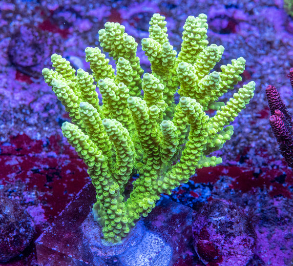 AMA SPS Colonies 3491