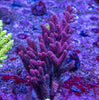 AMA SPS Colonies 3495