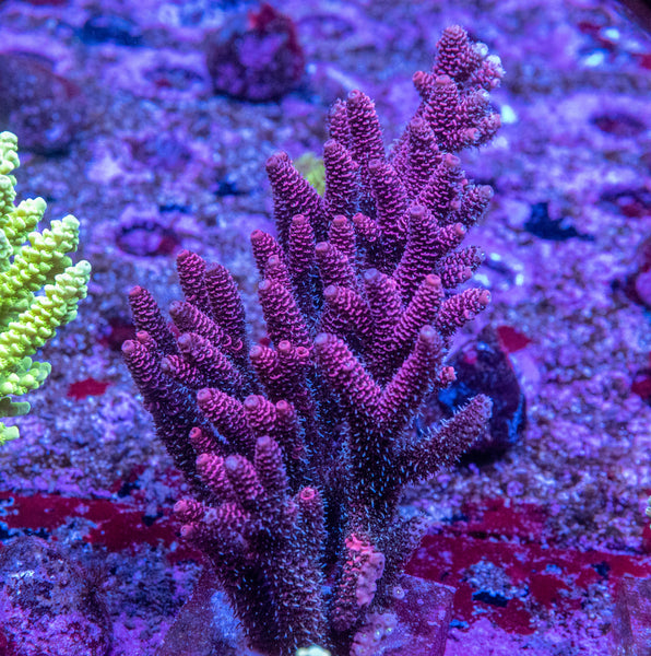 AMA SPS Colonies 3495