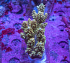 AMA SPS Colonies 3499