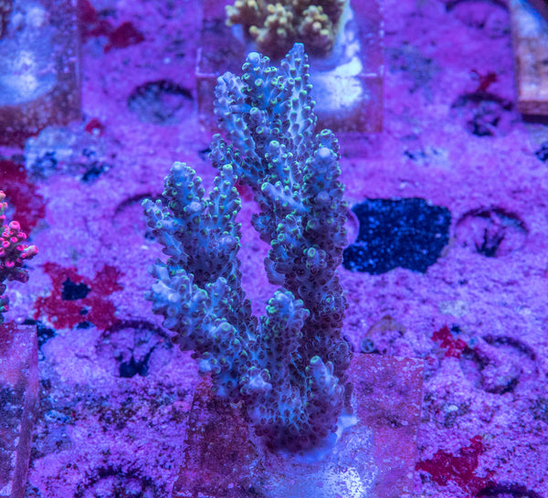 AMA SPS Colonies 3510