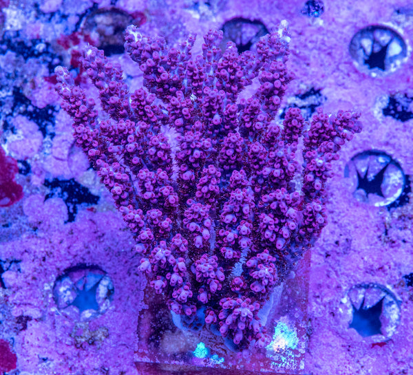 AMA SPS Colonies 3522 'Pink Table'
