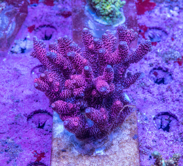 AMA SPS Colonies 3536