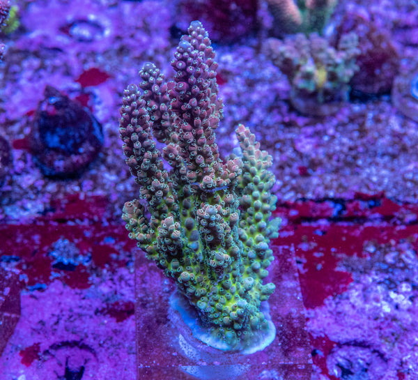 AMA SPS Colonies 3544