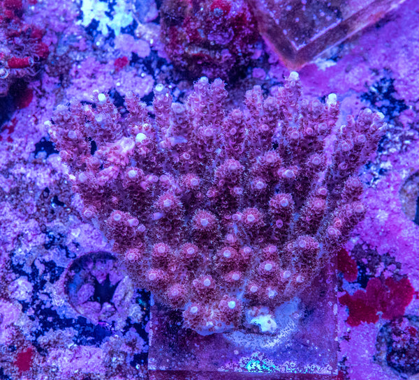 AMA SPS Colonies 3551