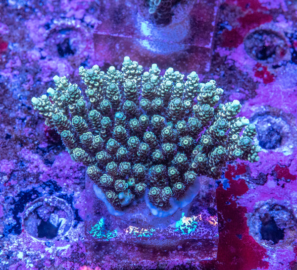 AMA SPS Colonies 3574