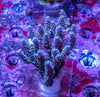 AMA SPS Colonies 3588