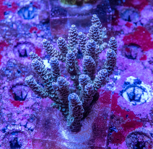 AMA SPS Colonies 3588