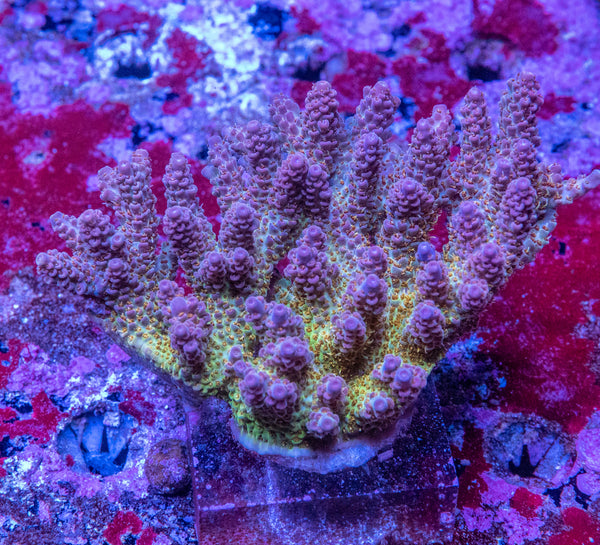 AMA SPS Colonies 3591