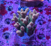 AMA SPS Colonies 3609