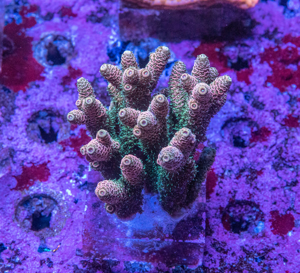 AMA SPS Colonies 3609