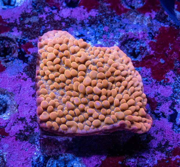 AMA SPS Colonies 3613 'Pheonix'