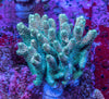 AMA SPS Colonies 3628