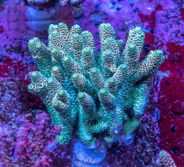 AMA SPS Colonies 3628