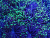Green Tip Torch (Per Head)