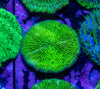 Green Fungia (Assorted)