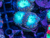 Blastomussa Wellsi (Mixed Frag Pack) (3pcs)