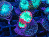Blastomussa Wellsi (Mixed Frag Pack) (3pcs)
