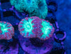 Blastomussa Wellsi (Mixed Frag Pack) (3pcs)