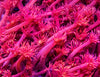 Red Goniopora Frag 'Super Extender'