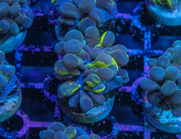 Basic Micro Bubble Coral Frag