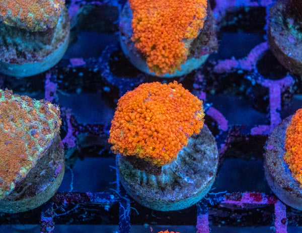 Bernardapora (Bright)