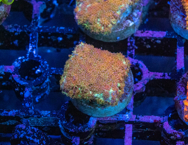 Bernardapora Frag