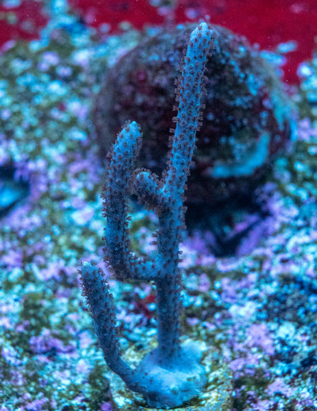 Photosynthetic Gorgonian Frag (Aquacultured)