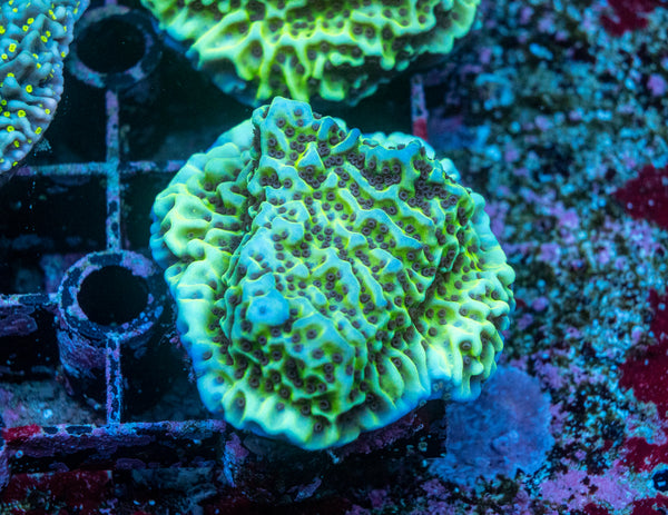 Montipora Confusa