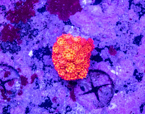 Goniopora (Wild)