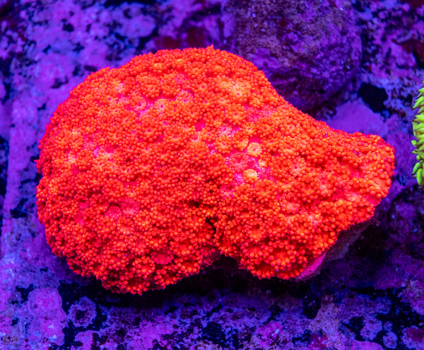 Goniopora (Wild)