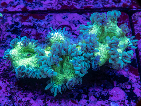Elegance (A Graded Colour)