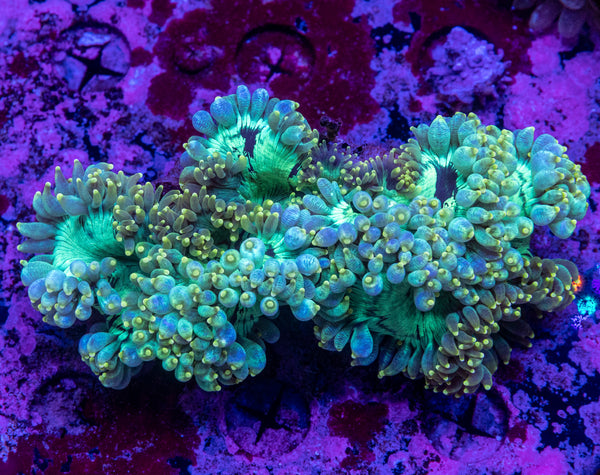 Elegance (Yellow Tip) (QLD)