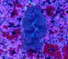 Clam 8-10cm