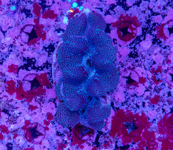 Clam 8-10cm