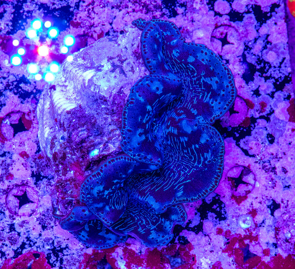 Clam 15-20cm