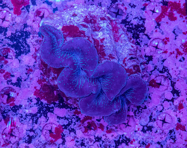 Clam 8-10cm