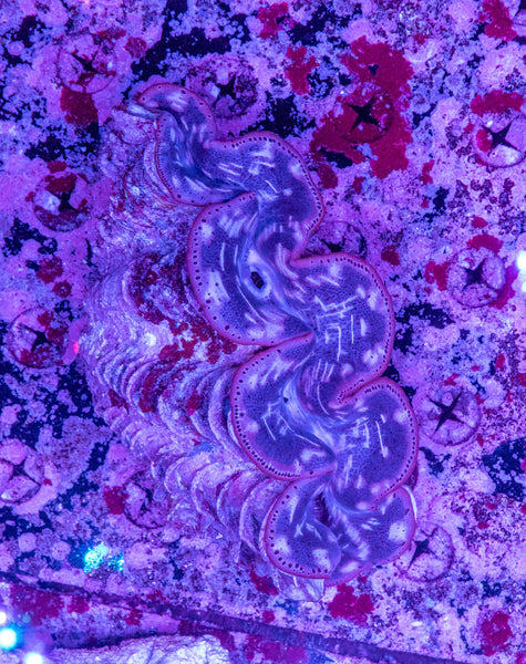 Clam 15-20cm