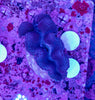 Clam 8-10cm