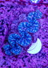Ultra Clam 15-20cm