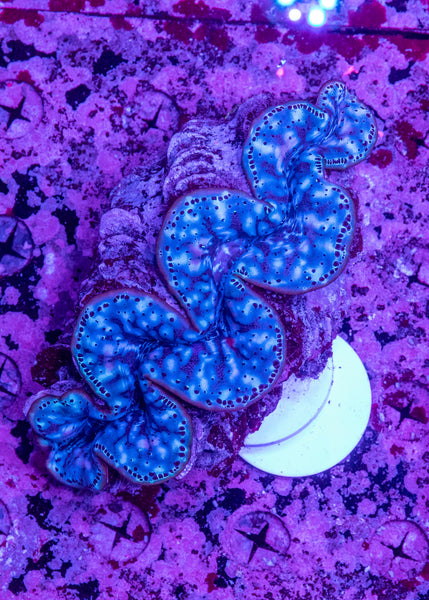 Ultra Clam 15-20cm
