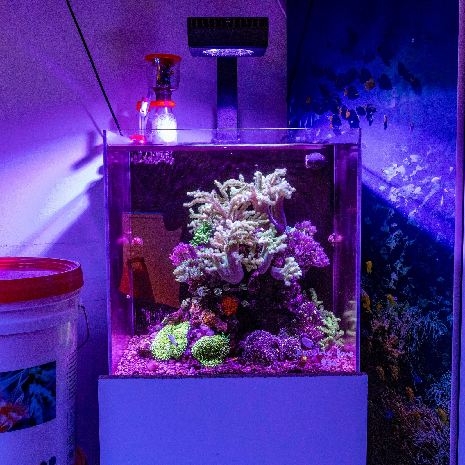 Soft Coral Nano Reef