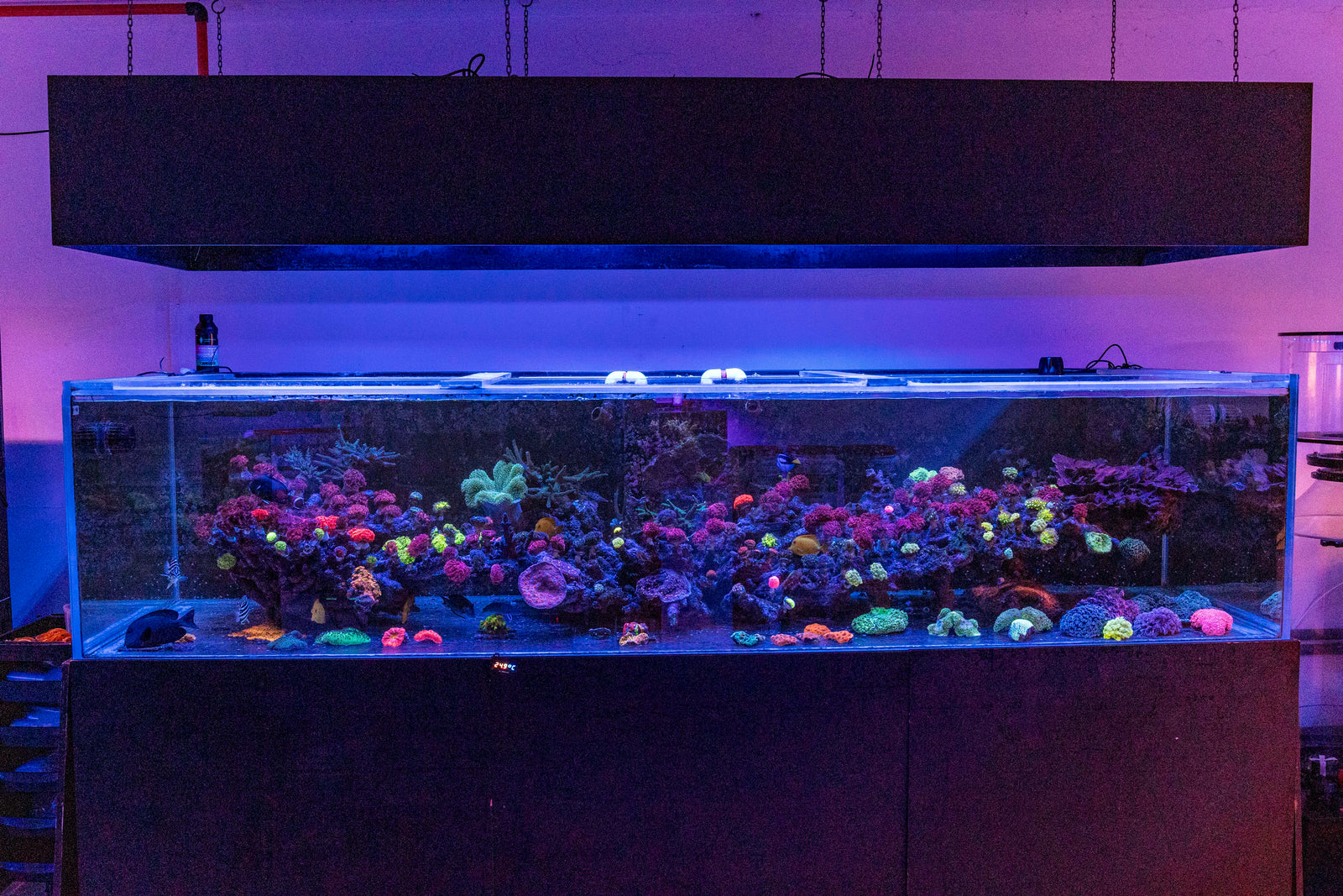 3 Metre Giant Reef Tank