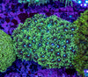 Goniopora (Wild)